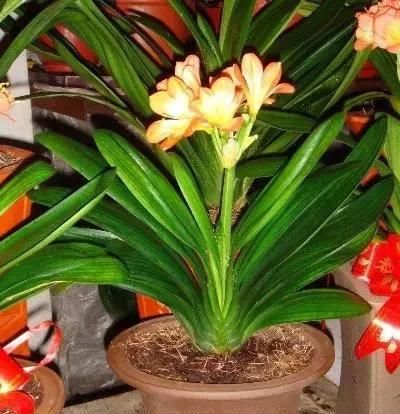 『消菌』客厅养3种“消菌花”，空气质量高10倍，好养易爆盆，不养别后悔