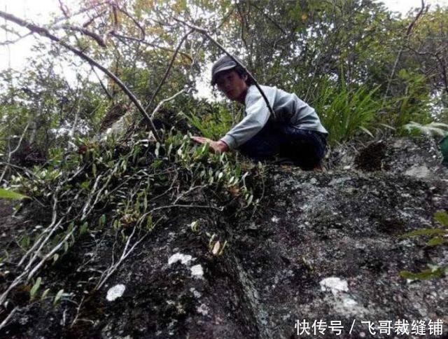  「极品」过去卖白菜价，如今野生已不多见，煲汤是极品，消费者