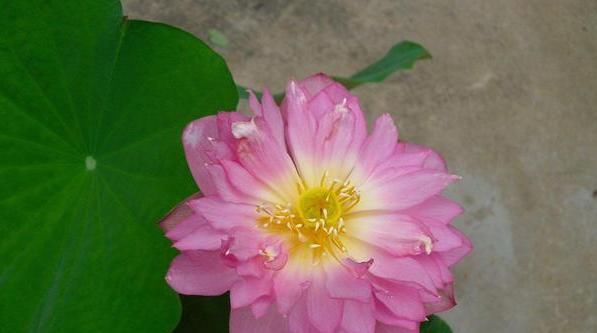  【长得越】4种喜欢淋雨的花，越淋雨长得越疯，叶子窜满盆，开花多