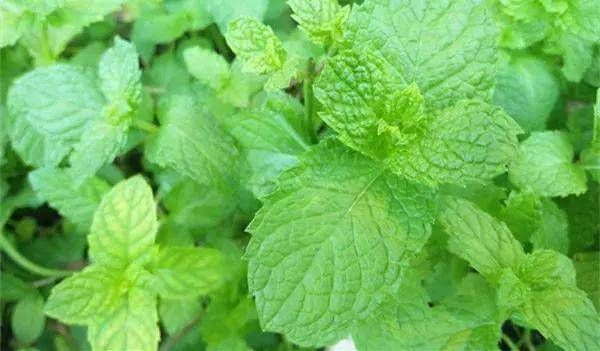 『外观很』怎样浇水都死不了的植物,新手们速度收藏起来