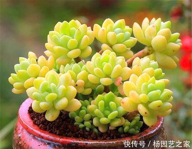  技巧|多肉凝脂莲，耐寒耐热爱爆头，3个“小技巧”，轻松养成果冻色
