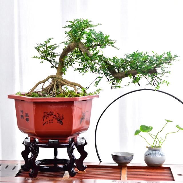 清香木盆景修剪很重要，学会这样剪几刀，造型才能更有创意