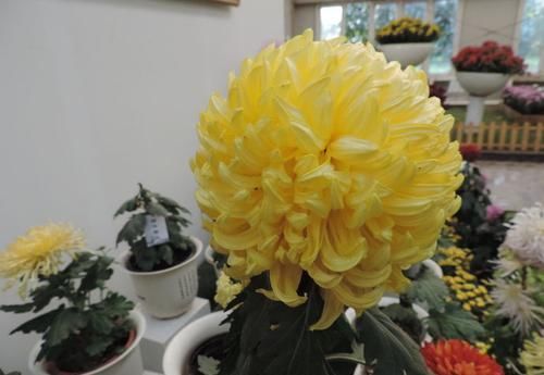  「亮睛」喜欢菊花，不如养盆“珍品名菊”黄金麦穗，似金色绣球，夺目亮睛