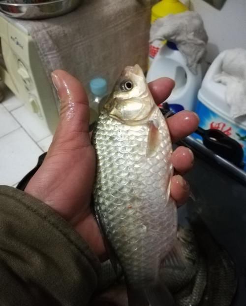  「春天」春天别怕钓不到鲫鱼，我教你3招，专门找鲫鱼窝的方法！还怕钓不到？
