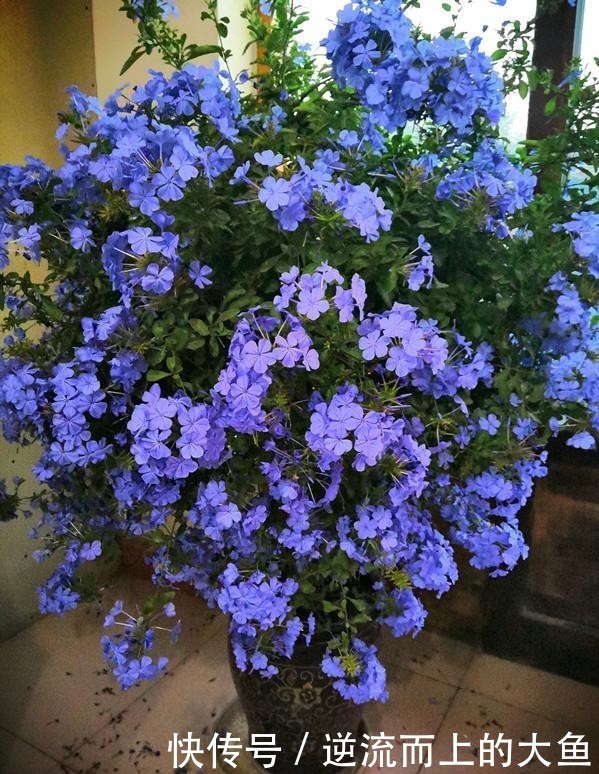 「值得」耐热植物“蓝雪花”,夏天也开花,花期超长,种植简单,值得栽培