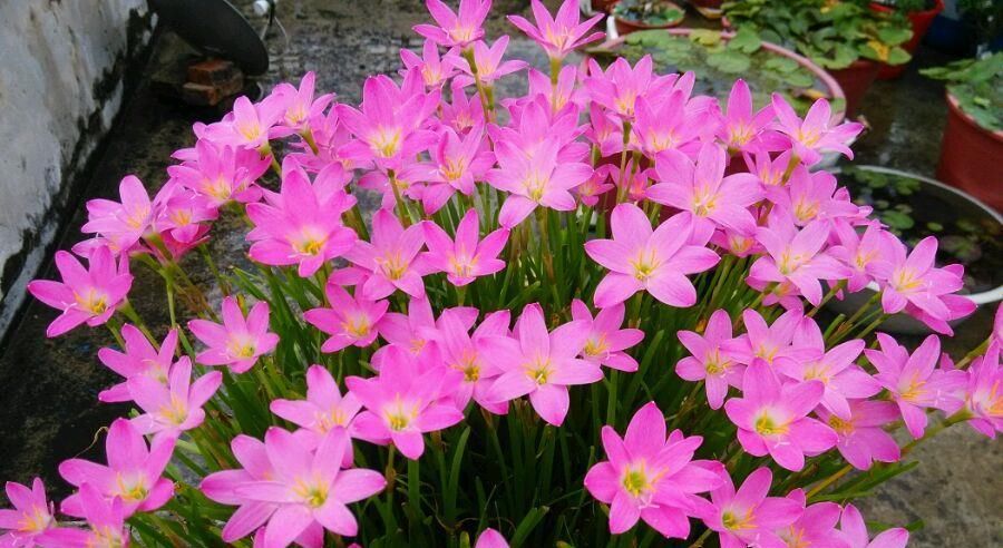  「入手」夏季最好养的花，丢土里就能活，花色美丽，花期达半年，值得入手