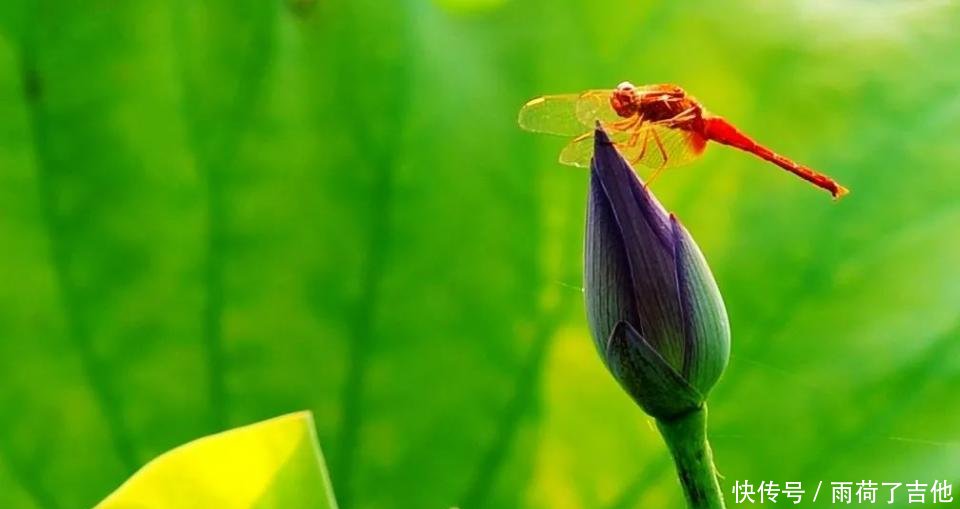 陕西这处千亩荷塘已盛开成海，碧叶连天，人少景美只等你来！