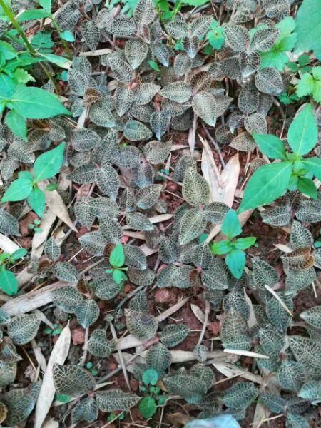 1种野草被称为“软黄金”，农村树下就有，见到了别踩，很珍贵！