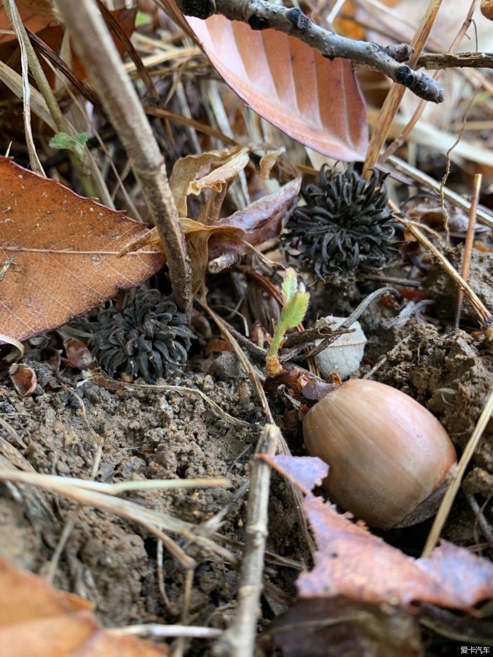 「花园」蓝花楹开了,花园的花也开了,恩特儿红,桑葚黑