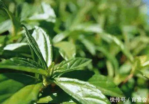 #作用#这些植物成分都有什么护发作用?