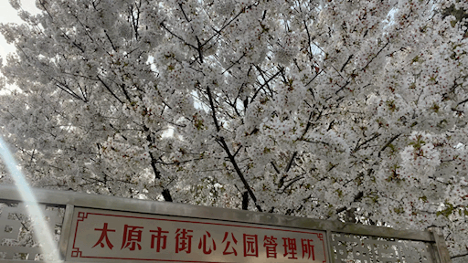  「太原」花开满龙城，太原的春天刷了屏