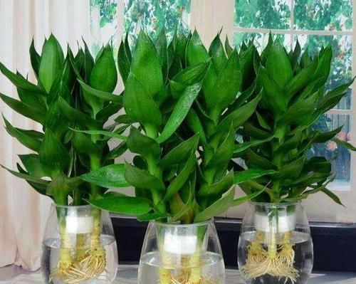  加点：富贵竹，'水培'黄叶、烂根？水里加点'药'，叶绿根壮