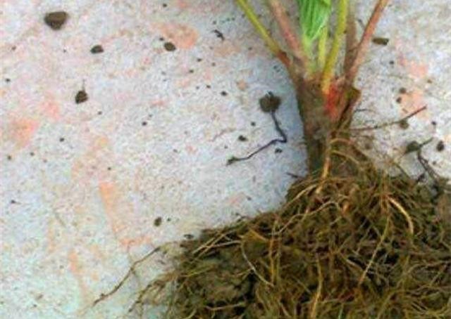  『回家』3种植物买回家没叶子？别急，学会栽种技巧，开花结果都不耽误