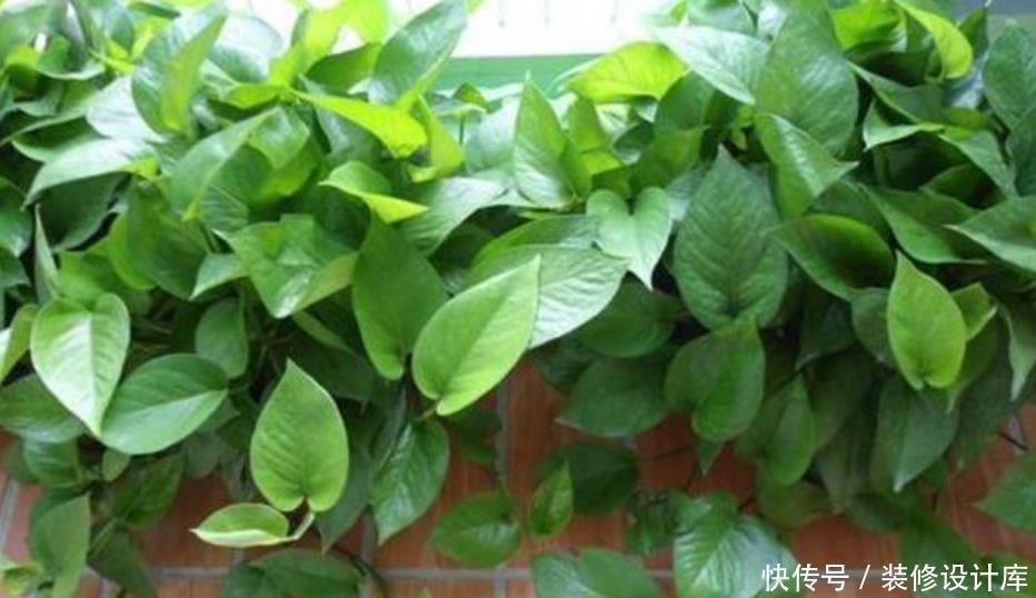 『绿萝』人养花,花也养人,“3种花”家养里,空气清新,还有助于睡眠!