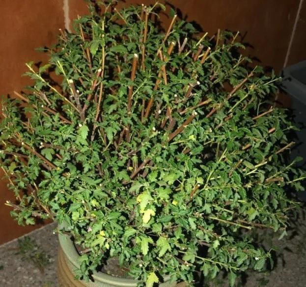  [明亮的位置]嫌花长得丑，趁现在砍头，2个月脱胎换骨！