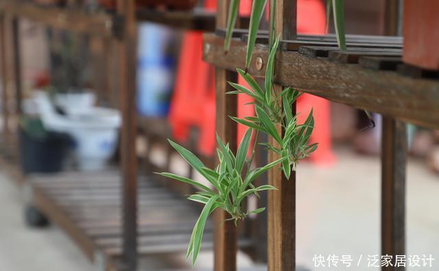  [阳台上]“阳台”养什么花卉好？能选择的很多，但此3点“硬道理”是基础