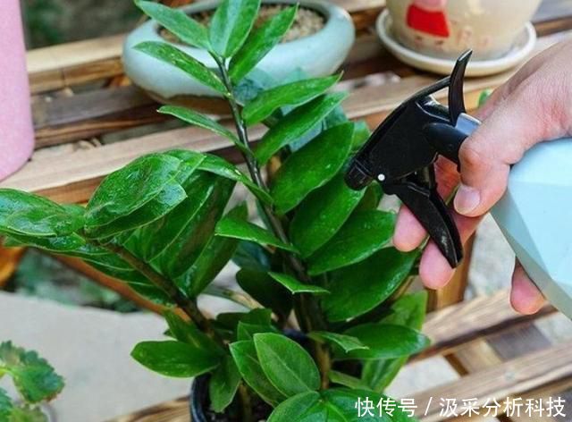 「盆土的酸碱」家庭金钱树出现缺铁性黄叶?给它喷点硫酸亚铁,新老叶变绿更茂盛