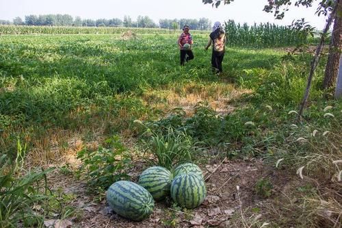 农村奶奶年年种西瓜，吃不完赌气不卖，孙子做法成普遍问题