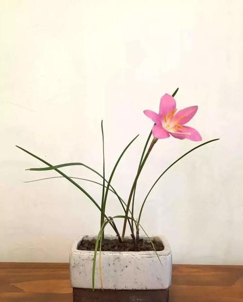 「家里养上几」懒人养花就选这八种，花期长，好看又好养！