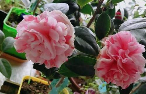  「黄叶」茶花黄叶不开花？可能是“贫血”，给它“补”点铁，很快就能开花