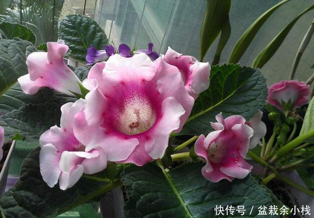 『春天』春天就养“5种花”,扔土里就能开花,好养又漂亮,开成百花园!