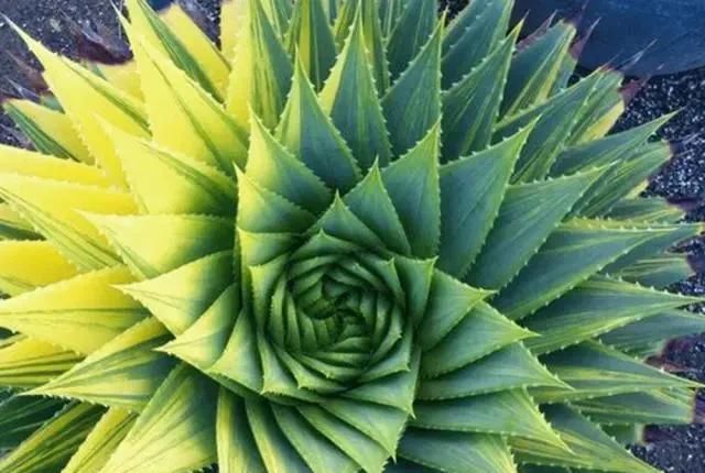  【螺旋芦荟】家养3种“贵气花”，不仅好看，还能把甲醛全吸光，真值！
