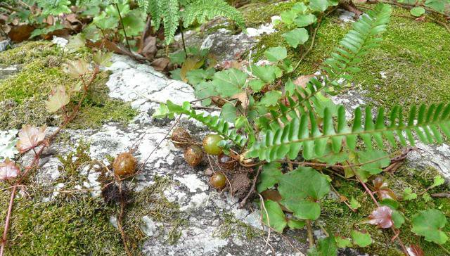  除掉：生于“石缝”，常被农民除掉，殊不知价值珍贵，36元一斤