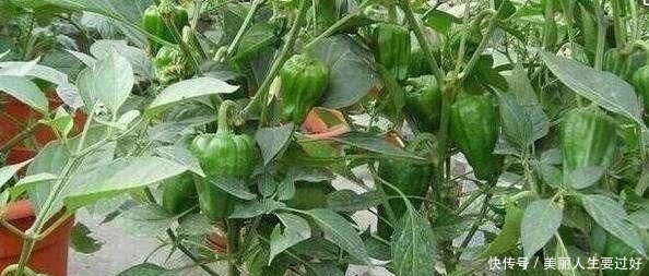  「营养」“废油桶”当花盆用来种辣椒，7天就发芽，1个月丰收，能吃2个月