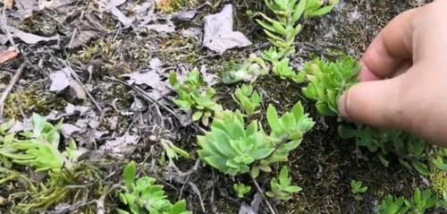 『辣椒』农村一种可以吃的多肉植物,长得像狗牙,焯水后拌糟辣椒真好吃!