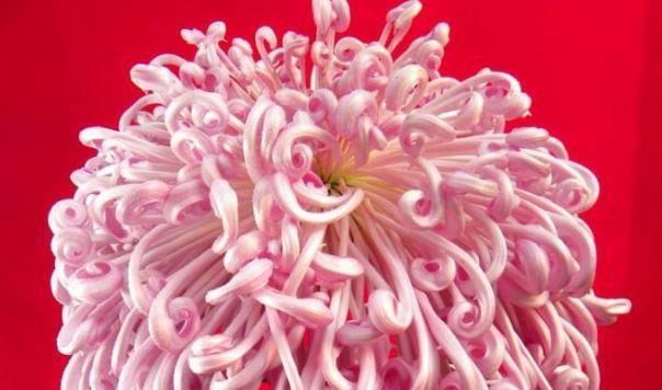 #龙沙宝石#喜欢养菊花,就养盆“珍稀菊花”,花开“盘龙出海”,霸气粉艳!