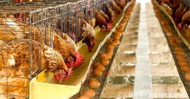  [小伙]农村小伙巧用“农业经”，8个月赚36万，看他做了啥