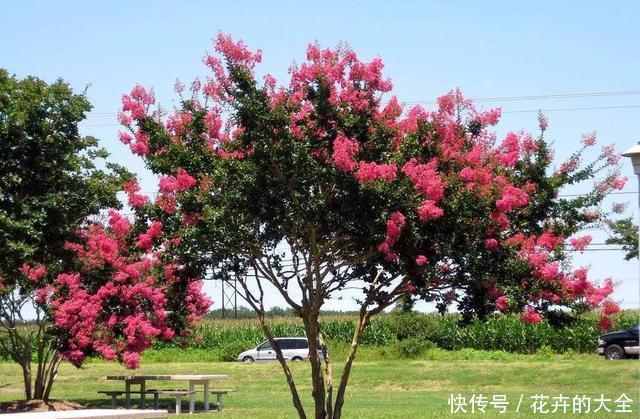 种植|今年夏天流行养紫薇,完全不怕晒,将它放到太阳下长达开花四个月