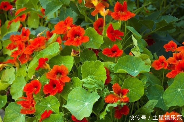 旱金莲@这花一开花就停不下来,爆盆力满满,四季开花真漂亮