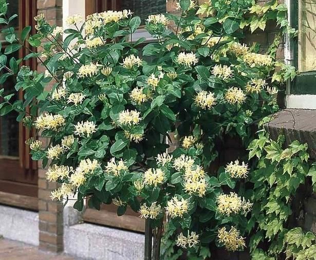  『夏季』希望自家的花草枝叶繁茂、开花旺？夏季勤修剪，3种植物砰砰开花