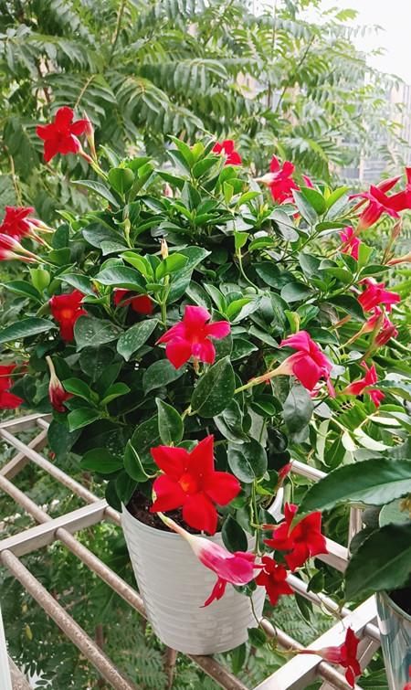  家里■这四款植物养在家里，轻松爆盆，阳台变花园，花朵蹭蹭地冒