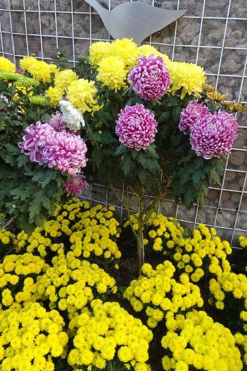  『树状』喜欢菊花，就养盆“菊中珍品”树状菊，似游龙翱翔，群芳争艳！