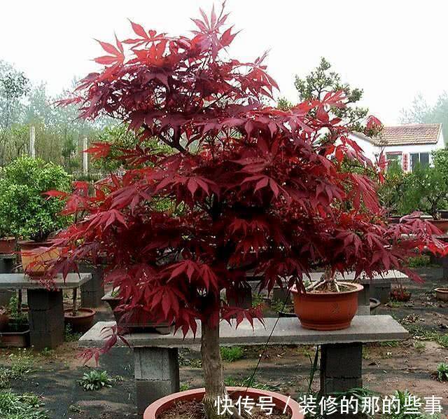 【舞姬】日本红枫红舞姬可以在北方地区栽种吗?