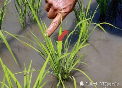 农村里常见的野草，被农民称为稗草，过去拿来喂牲畜，如今很珍贵