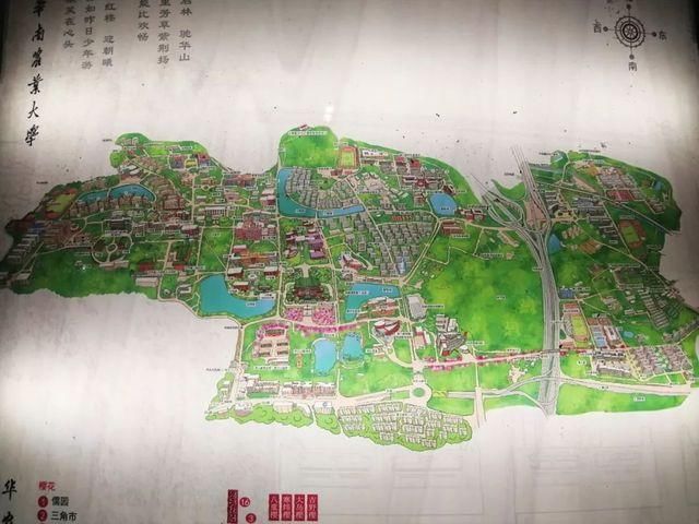 靓！佛山周边1500株樱花已盛开，最美的春天在这里~