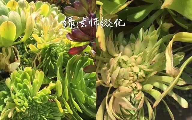  「和成莲座叶」你还傻傻的分不清法师品种吗？百合莉莉属于法师？