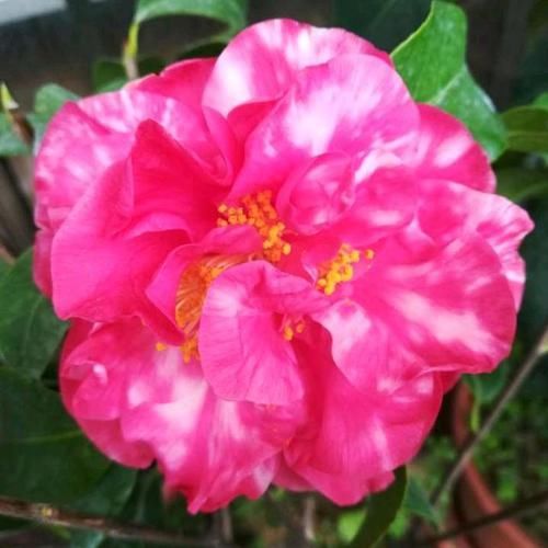  [茶花]想要茶花长势好、开花旺，这“1件事”绝对不能少，否则难开花