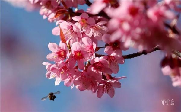 带伞加衣服！大范围降雨即将“杀”到云南