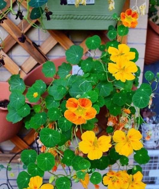  #绿萝#别养绿萝吊兰了，这种盆栽绿植，花叶俱美，四季开花，更值得拥有