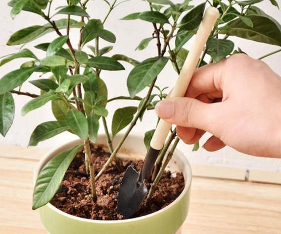  花卉植物■“精通园艺”是一种什么体验？花友：从一个坑掉进另一个坑！