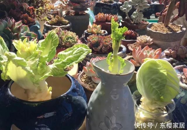 #试试#养不好的花,试试无土水培,几天长出大白根,还能开花呢!