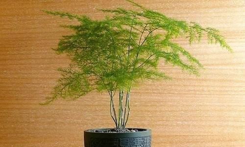  放心：文竹有毒吗？文竹可以放在卧室内吗？没有毒的放心摆放