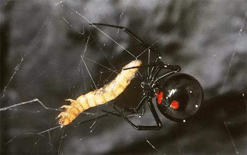 世界上10大最毒蜘蛛排行榜,黑寡妇进不了前