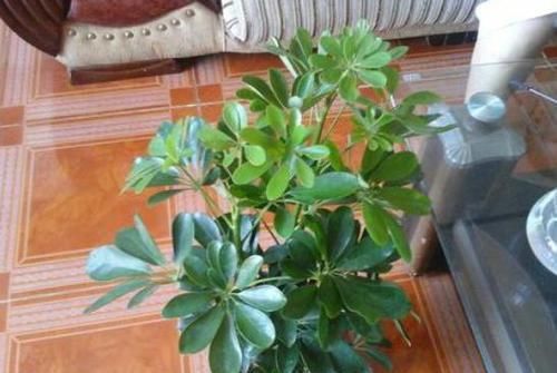  [弄清楚]盆栽土中有蚯蚓怎么办？弄清楚'好与坏'，对植物成长有利无弊
