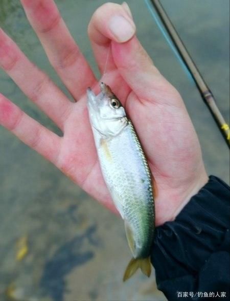  [溪流]清澈小溪寻钓，钓获20多条名贵马口鱼，还钓获珍贵溪水石斑鱼
