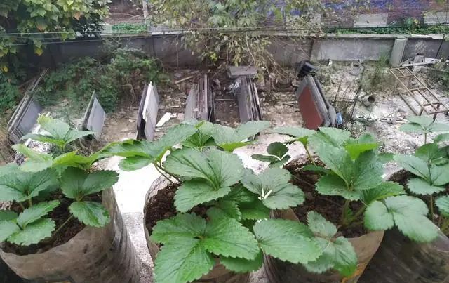  「来种菜」阳台种菜种密了,一个小窍门就能解决,还能多收获二十盆菜